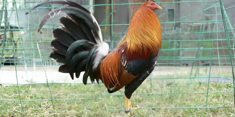 Phân loại mức cân nặng của gà trước khi bắt cặp