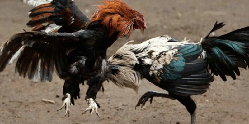 Hình ảnh một trận đấu tại trường gà